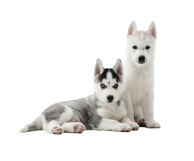 two siberian husky puppies