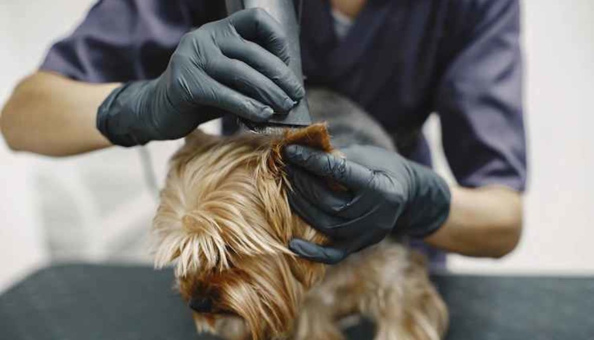 dog grooming