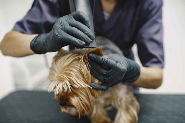 what shots does my dog need for grooming