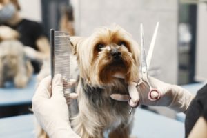 Grooming Yorkshire Terrier