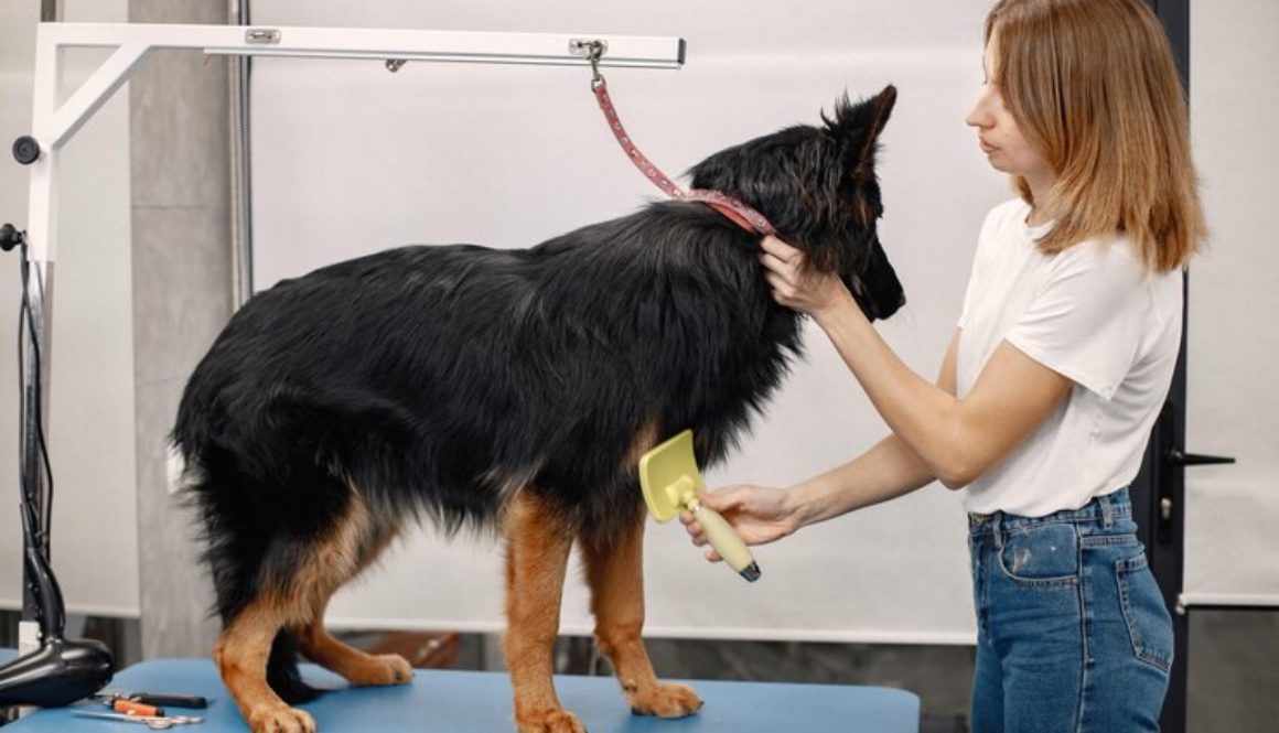 Professional Dog Groomer