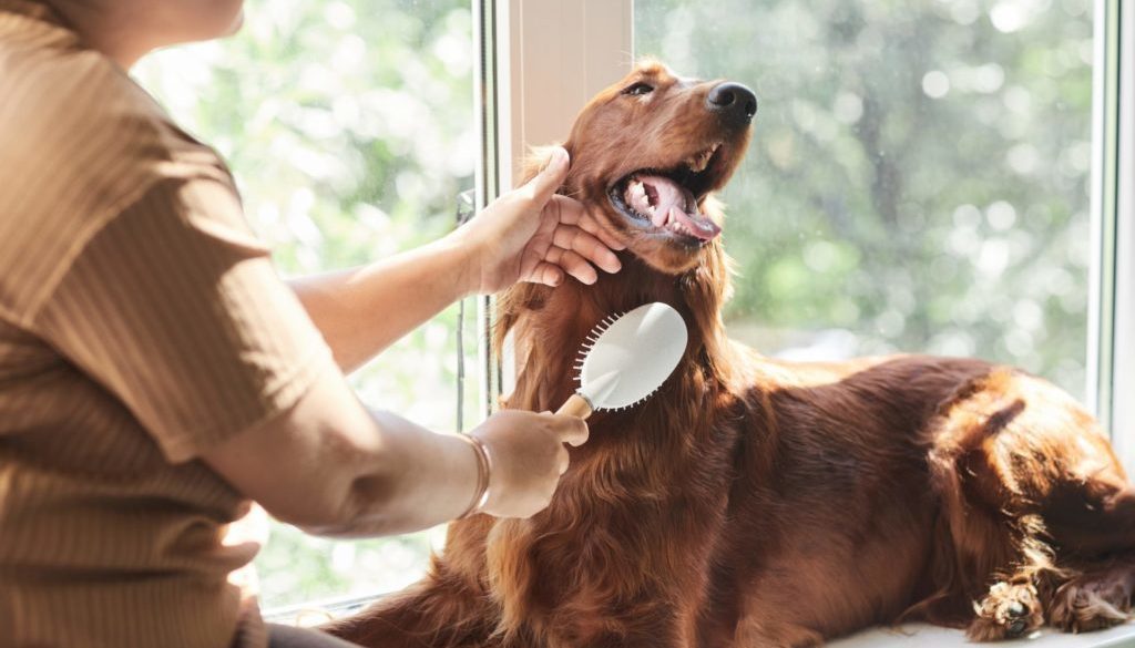 brushing a dog