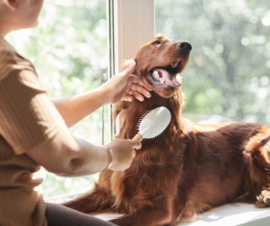 brushing a dog