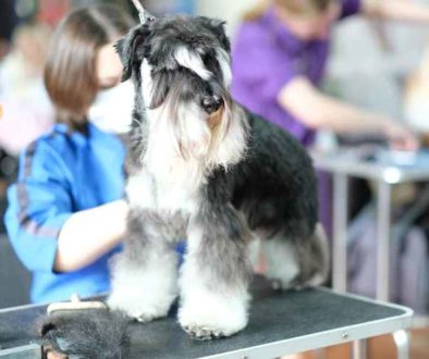 Brushing a Dog