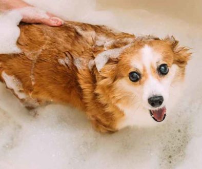 dog bathing