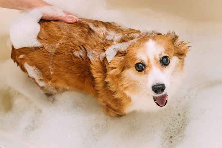 bathing-and-drying-your-dog-the-right-way-i-want-groomo