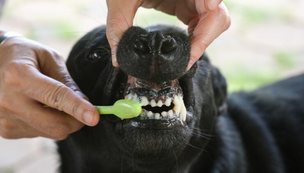 dog teeth brushing