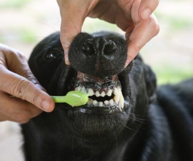 dog teeth brushing