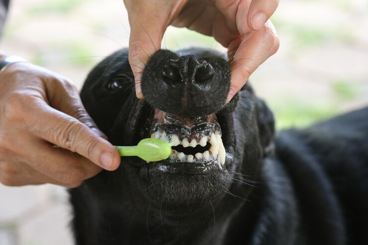 Dog getting teeth clearance brushed