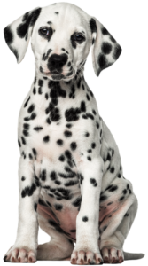 dalmatian