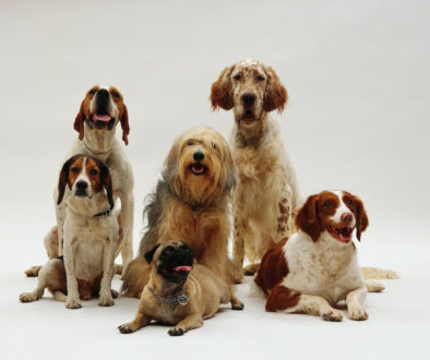 different-dog-breeds