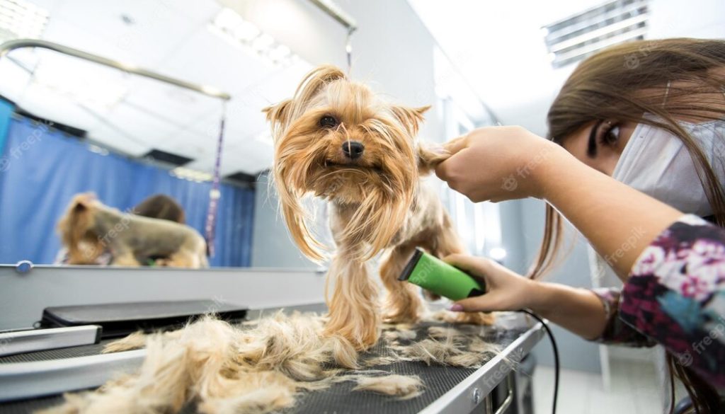 Groomer Trimming Yorkshire Terrier