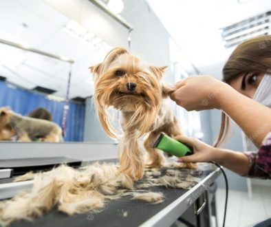 Groomer Trimming Yorkshire Terrier