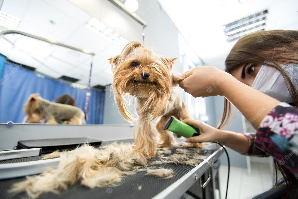 Groomer Trimming Yorkshire Terrier