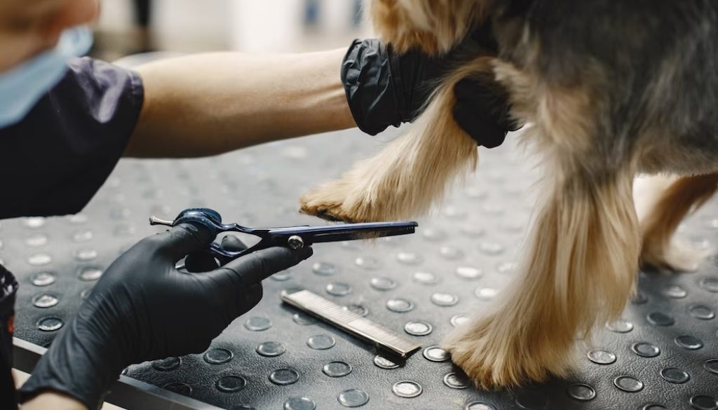 The No-Fear Way To Trim Your Dog's Nails | Healthy Houndz