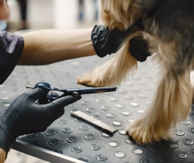 dog nail trimming