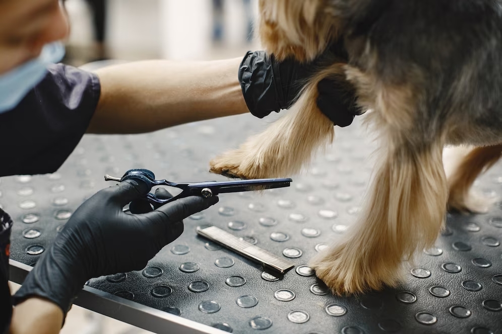 dog nail trimming